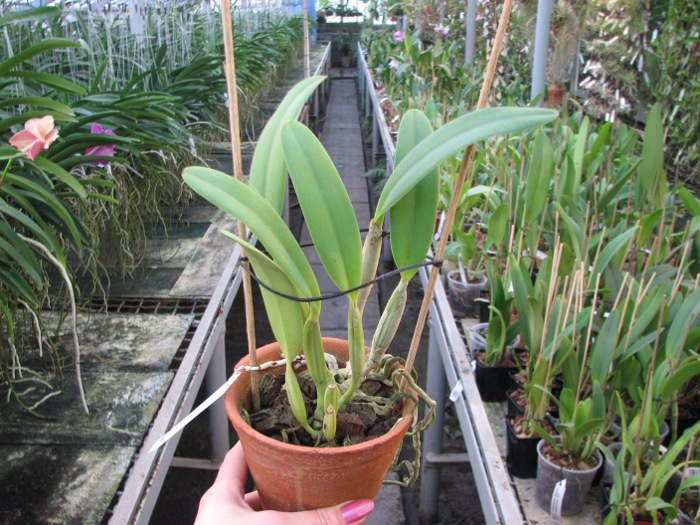Cattleya lueddemanniana rubra x lueddemanniana escura.JPG