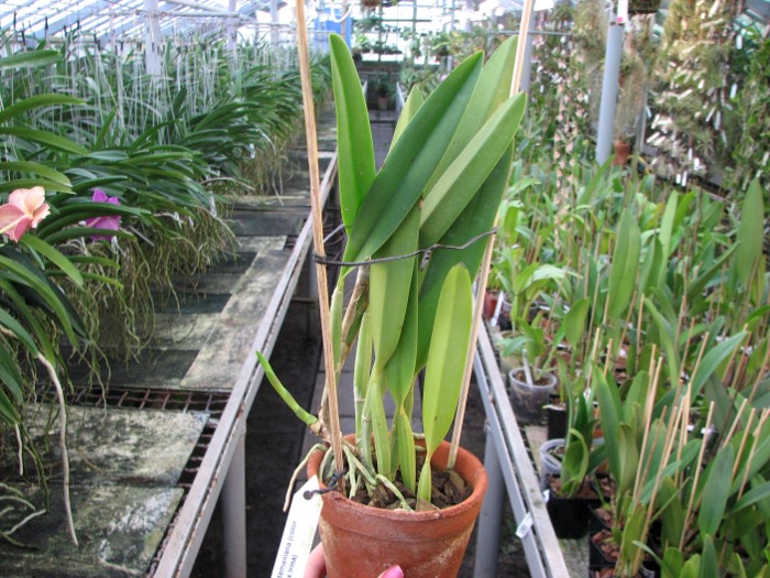 Cattleya lueddemaniana (color overlap x Irina).JPG