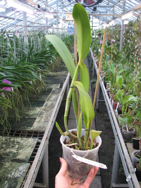 Cattleya lueddemanniana rubra 'Dark Giant' x Cattleya lueddemanniana escura 'Fennel IX'.JPG