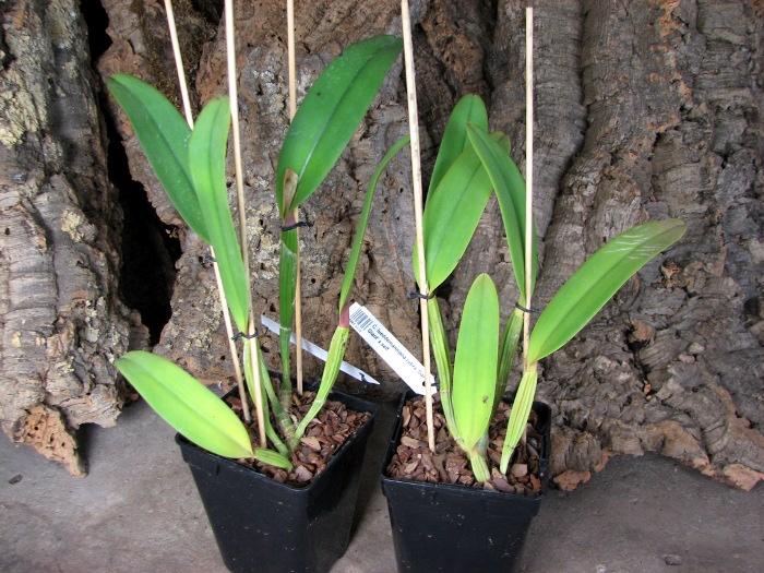 Cattleya lueddemanniana rubra 'Dark Giant' x self.JPG