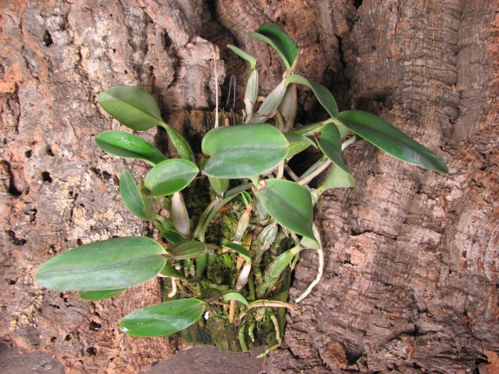Cattleya walkeriana var. princeps (extra size).JPG