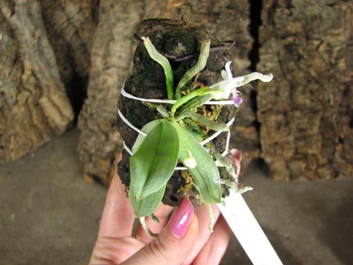 Phalaenopsis parishii.JPG