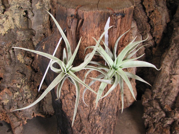 Tillandsia brachycaulos green.JPG