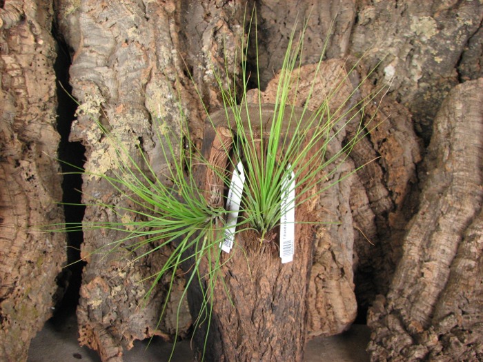 Tillandsia juncea red-green.JPG