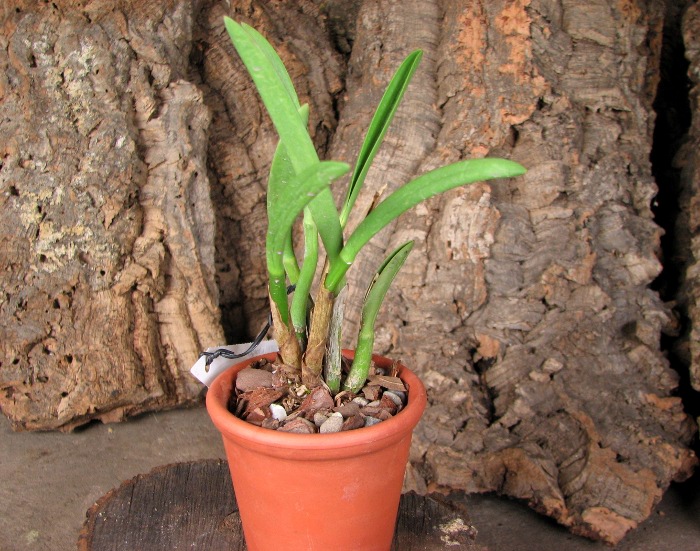 Laelia briegeri.JPG