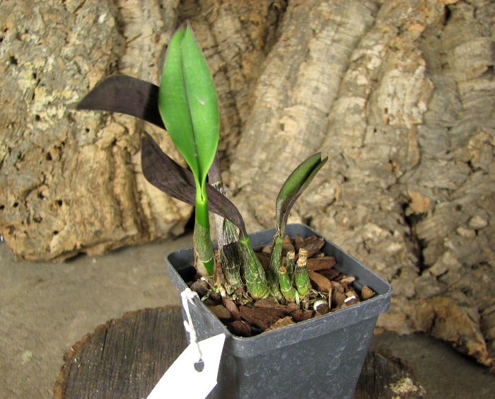 Laelia sanguiloba.JPG
