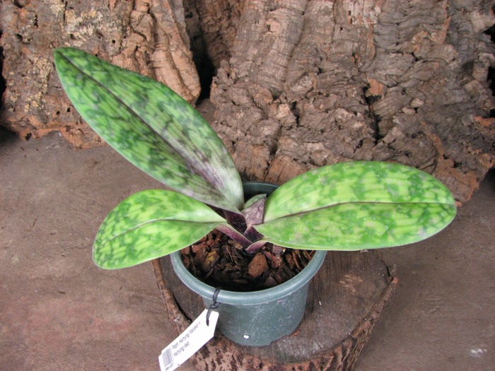 Paphiopedilum Hsinying Macasar x Hsinying Web.JPG