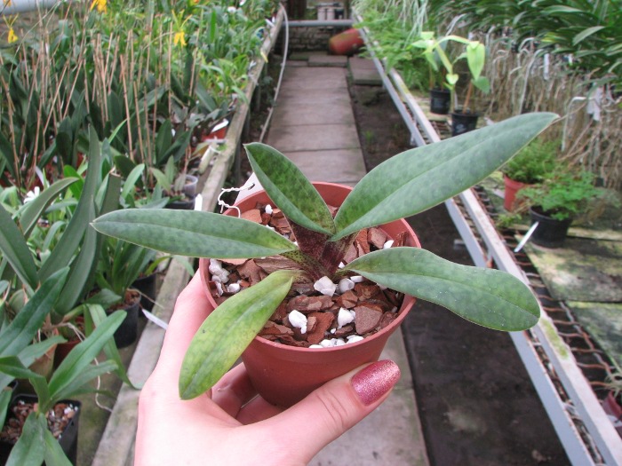 Paphiopedilum venustum.JPG
