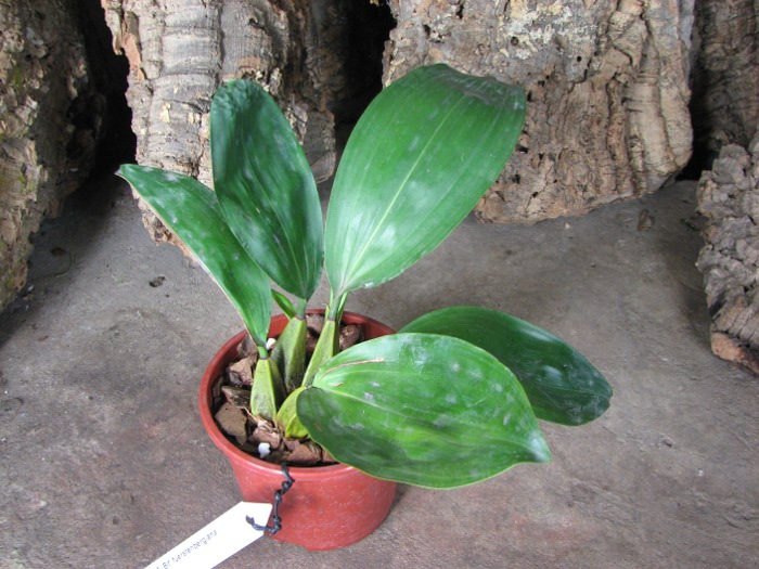 Bifrenaria fuerstenbergiana.JPG