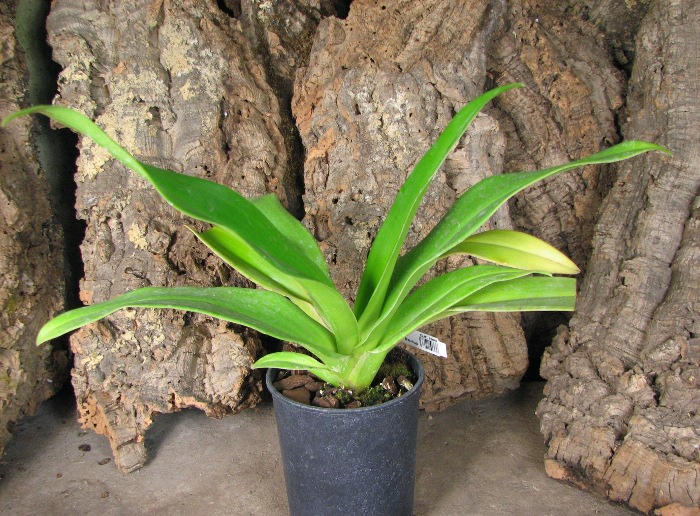 Phragmipedium Living Fire.JPG