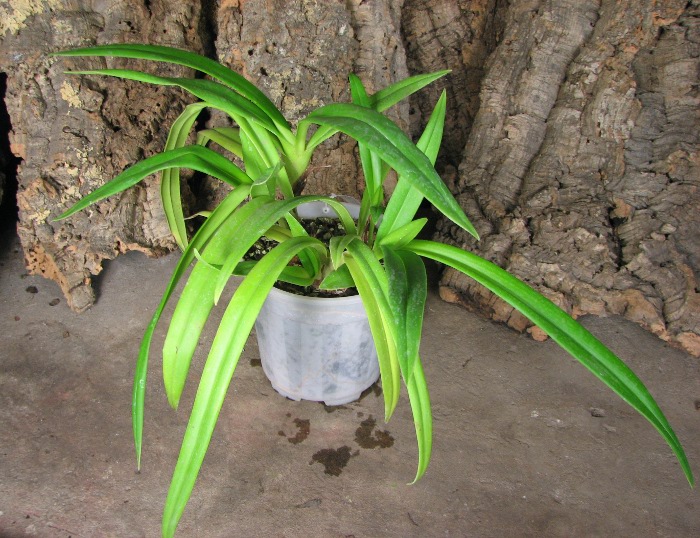 Phragmipedium Hanne Popow (besseae x schlimii).JPG