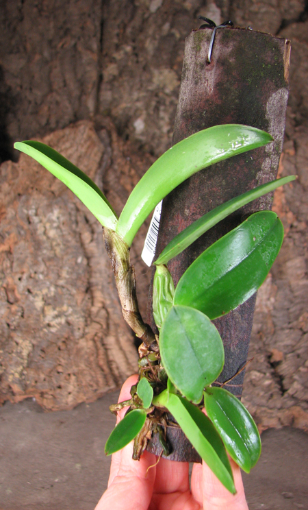 Cattleya walkeriana rubra 'Mineirinha' x Cattleya walkeriana caerulea 'Sta Luzia'.jpg