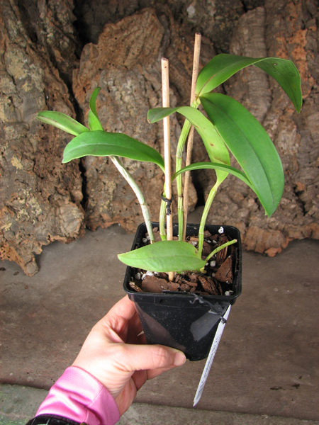 Cattleya schofieldiana 'GU' x Cattleya schofieldiana 'Ano Novo'.jpg