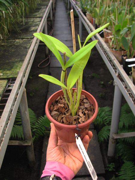 Cattleya guttata bronze sem pintas 'Carlitus'.jpg