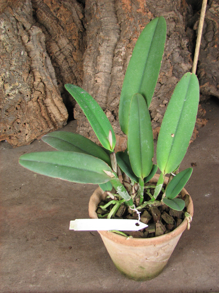 Cattleya maxima.jpg