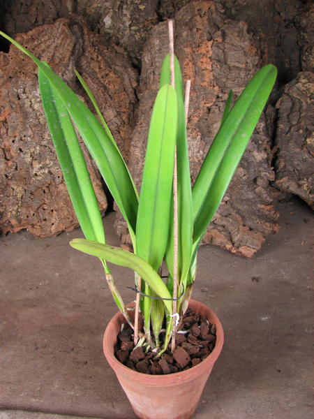 Laelia purpurata roxo-violeta x self.jpg
