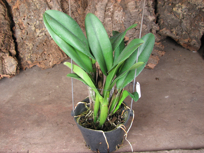 Laeliocattleya Chan Hsiu Jewel 'San Mei'.jpg