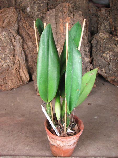 Brassolaeliocattleya Tubtim Siam.jpg