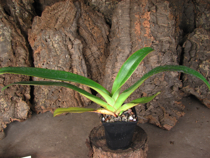 Paphiopedilum philippinense 'Daya Twisler' x sanderianum 'Doritopsis Lee'.JPG