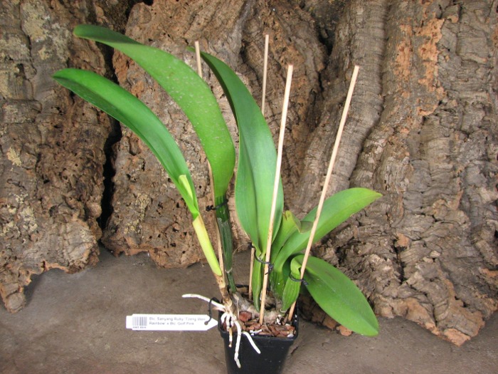 Brassolaeliocattleya Sanyang Ruby 'Tzeng-Wen Rainbow' x Brassolaeliocattleya Golf Pink.JPG