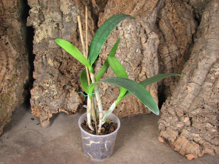 Brassocattleya Angel Lace (Cattleya Little Angel x Brassavola digbyana).JPG