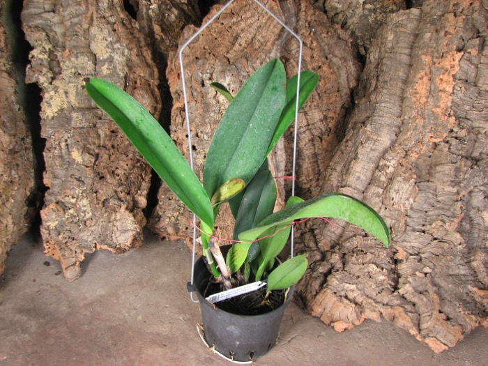 Brassolaeliocattleya Sanyung Ruby 'Kuang Lung' (Waianae Coast x Chia Lin).JPG