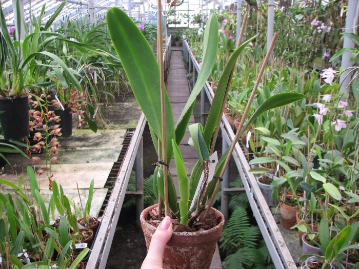 Cattleya Gertrude Hausermann.JPG