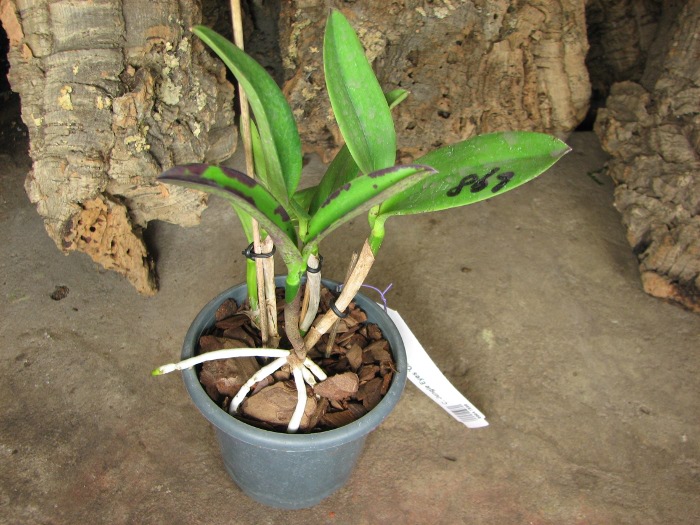 Cattleya Jungle Eyes 'ORCHIS'.JPG