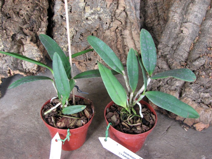 Cattleya schilleriana x Cattleya Peckhaviensis.JPG