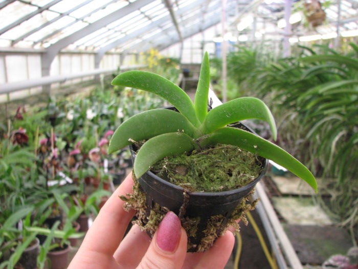Angraecum leonis.JPG