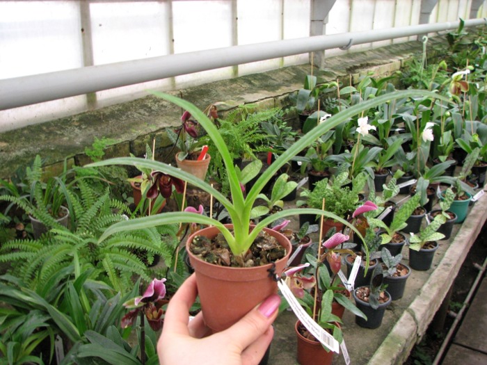 Phragmipedium Memory Dick Clements (besseae x sargentianum).JPG