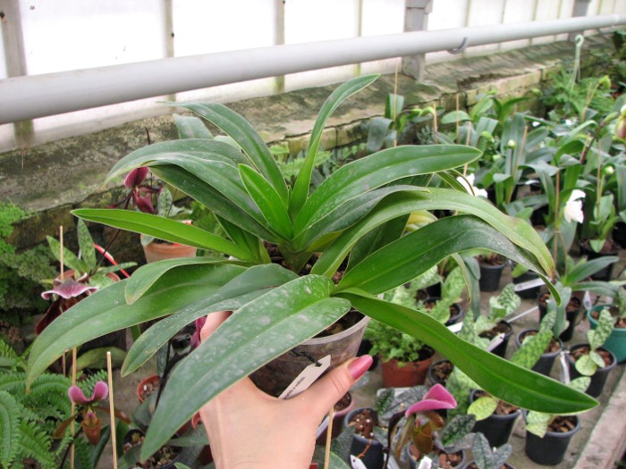 Phragmipedium kovachii x wallisii.JPG