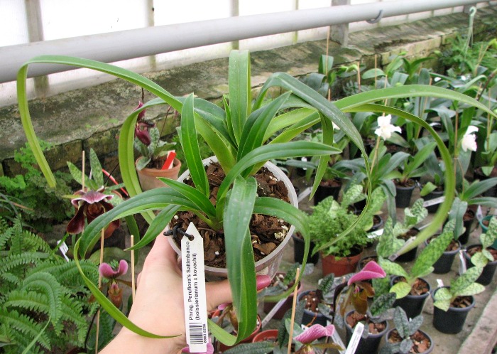Phragmipedium Peruflora's Saltimbanco (boissierianum x kovachii).JPG