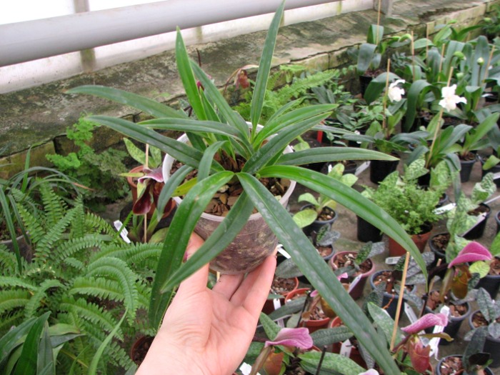 Phragmipedium schlimii.JPG