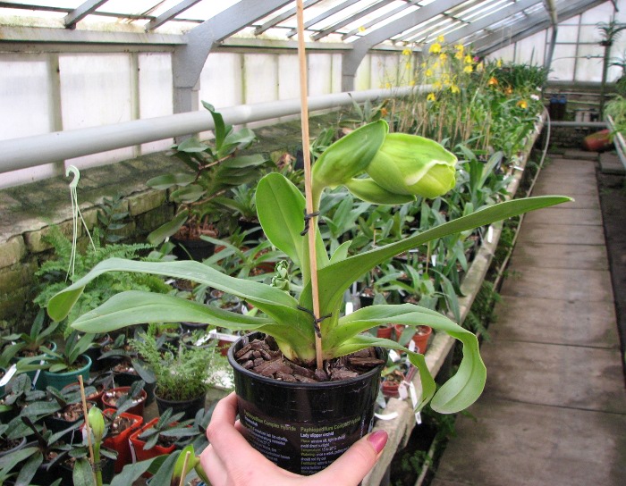 Paphiopedilum Sorcerer's Stone.JPG