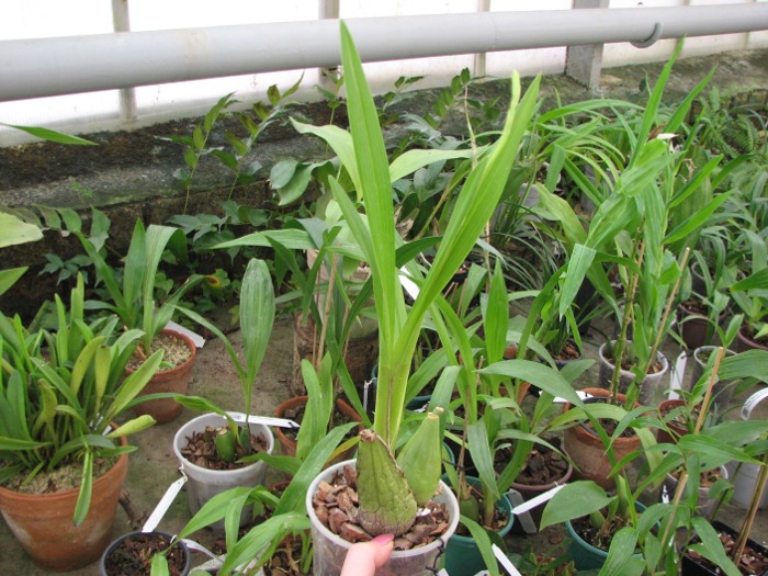 Cyrtochilum pardinum.JPG