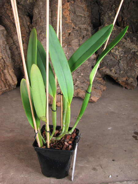Cattleya lueddemanniana coerulea (Siquesique x Amparo) x Cattleya lueddemanniana tipo escura 'Guacamuco'.jpg