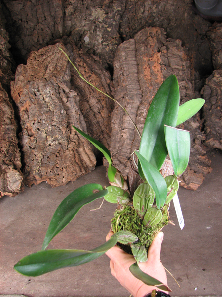 Laelia rubescens.jpg