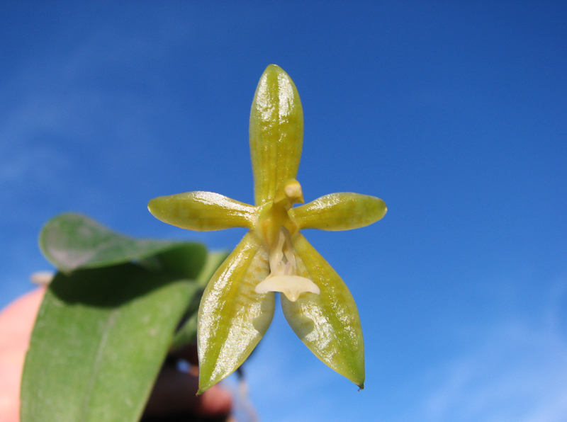 Phalaenopsis cornu-cervi alba.jpg
