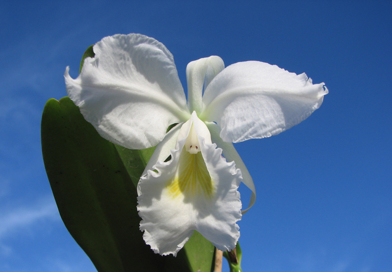 Cattleya labiata alba 'Jassira' (Z-86) x Cattleya labiata alba 'Pernambuco' (BH-200).jpg