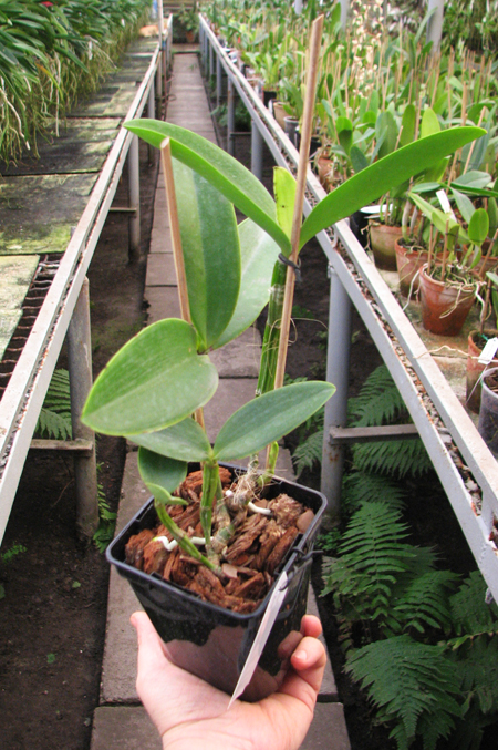 Cattleya intermedia sanguinea 'do Padre Vitus' x Cattleya intermedia flamea 'BF-96'.jpg