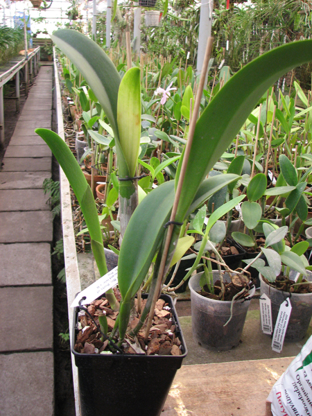 Cattleya Moscombe x Brassolaeliocattleya Ports of Paradise 'Emerald Isle' x Brassavola digbyana 'Mr Pig'.jpg