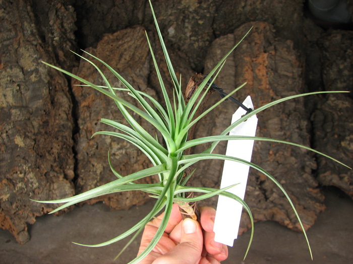 Tillandsia aeranthos hybrid 'Giant'.jpg