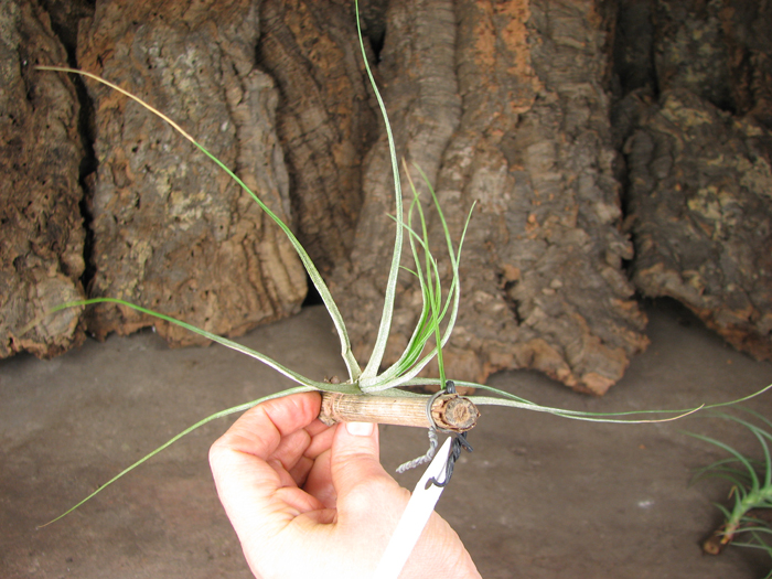 Tillandsia schiedeana.jpg