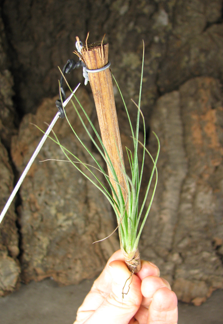 Tillandsia seideliana.jpg