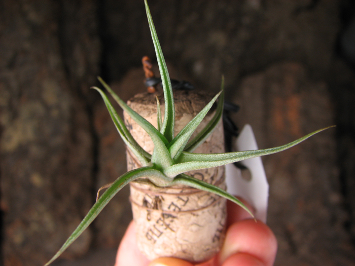 Tillandsia aeranthos hybrid.jpg
