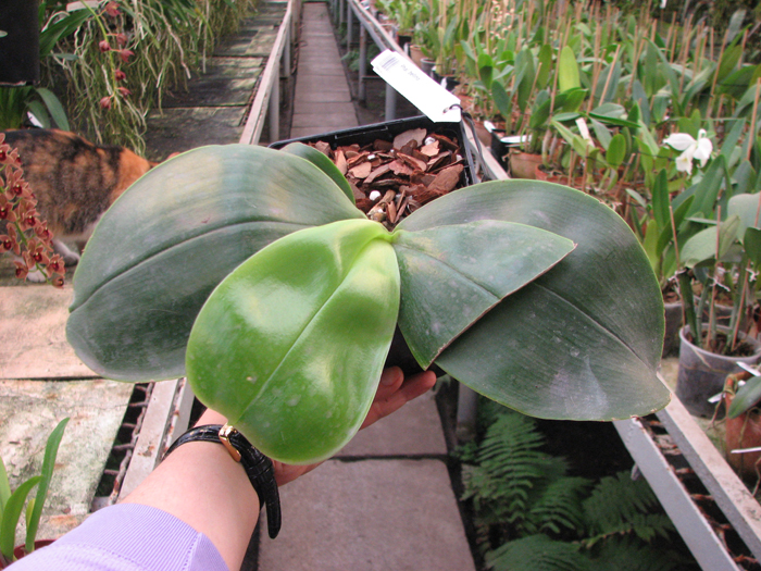 Phalaenopsis bellina.jpg