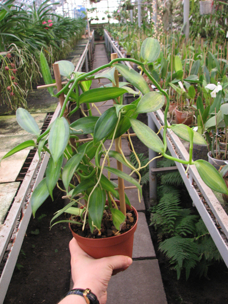 Vanilla planifolia variegata.jpg