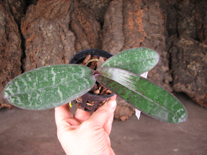 Phalaenopsis stuartiana yellow x sib.jpg