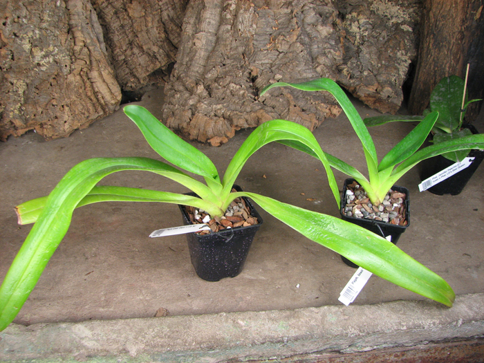 Paphiopedilum lowii 'Daya' x sib '#2'.jpg